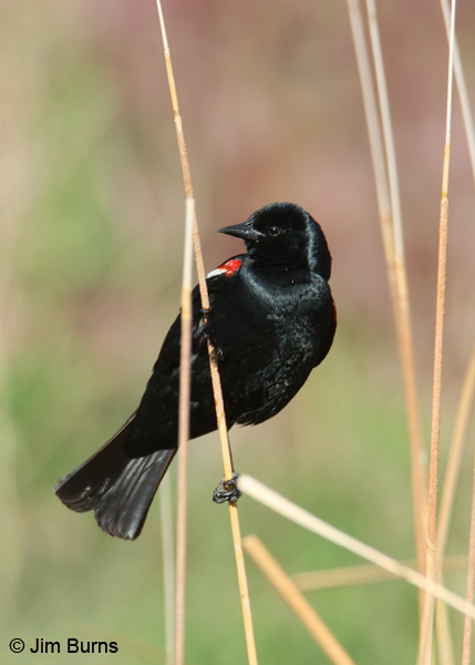 Tricolored Blackbird male breeding
