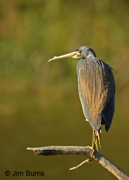 Tricolored Heron adult dorsal view.