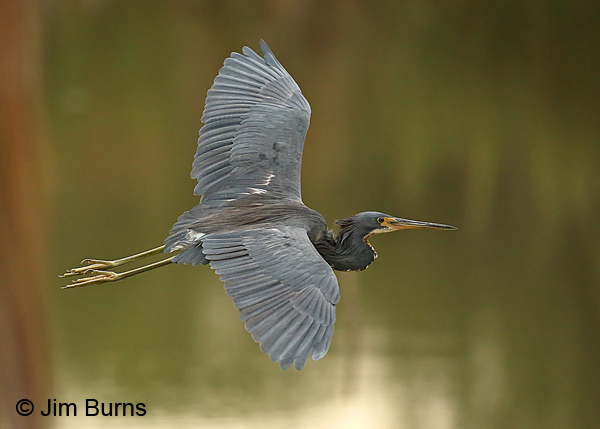 Tricolored Heron adult in flight, dorsal wing