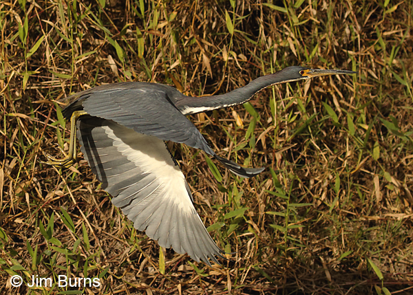 Tricolored Heron adult in flight along canal, dorsal wing
