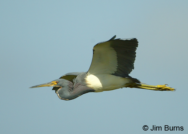 Tricolored Heron adult in flight