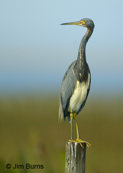 Tricolored Heron adult ventral view