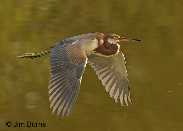 Tricolored Heron flight sequence #1