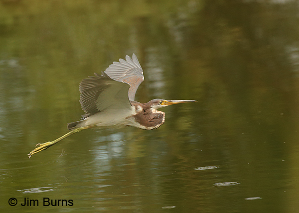 Tricolored Heron juvenile in flight ventral view