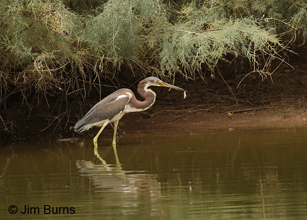 Tricolored Heron juvenile with fish #2