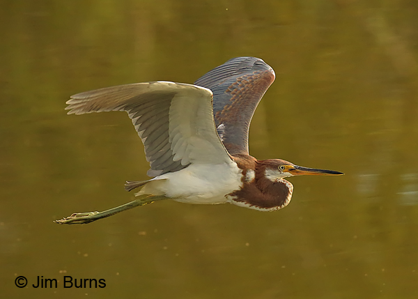 Tricolored Heron juvenile flight sequence #2
