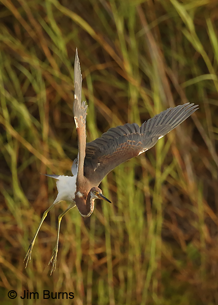 Tricolored Heron juvenile lift off sequence #1