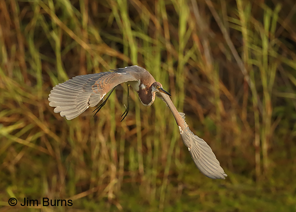 Tricolored Heron juvenile lift off sequence #2