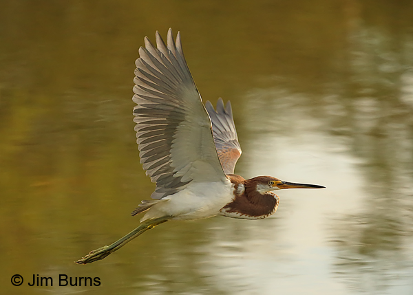 Tricolored Heron juvenile flight sequence #3