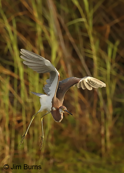 Tricolored Heron lift off sequence #3