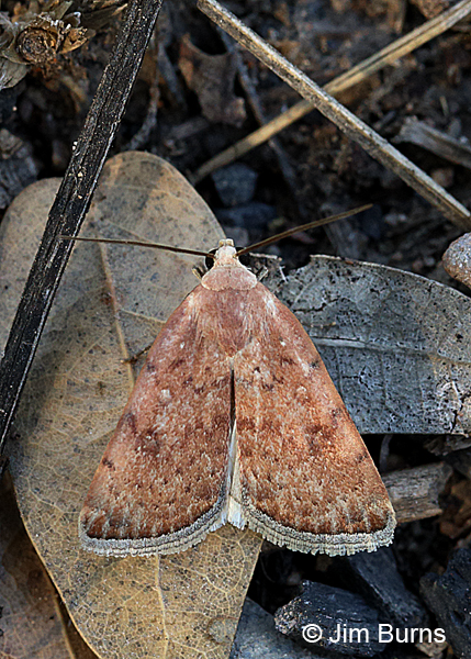Triplex Cutworm Moth, Arizona