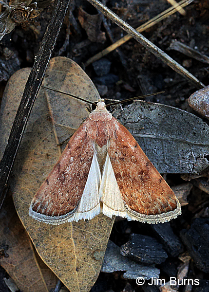 Triplex Cutworm Moth showing hindwing, Arizona