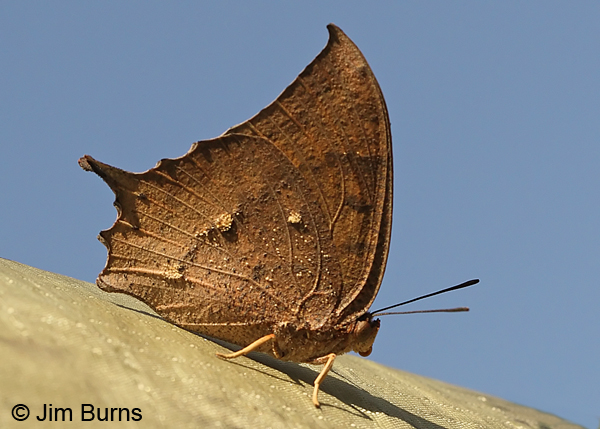 Tropical Leafwing male underwing, Texas