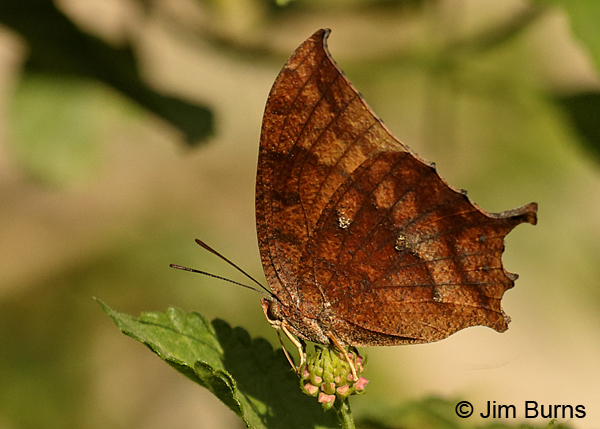 Tropical Leafwing on flower, Texas