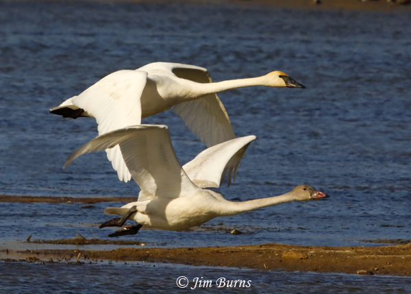 Trumpeter Swans in flight--1047