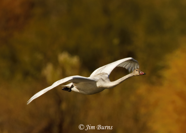 Trumpeter Swan juvenile in flight--1088