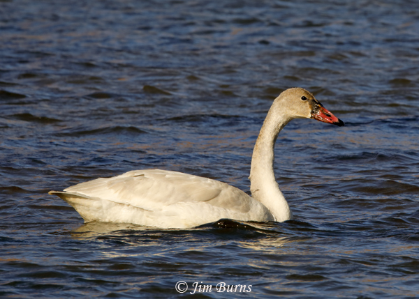 Trumpeter Swan juvenile--1105