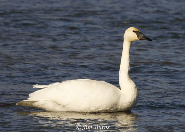 Trumpeter Swan adult--1106
