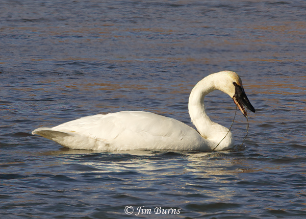 Trumpeter Swan with Eel Grass--1133