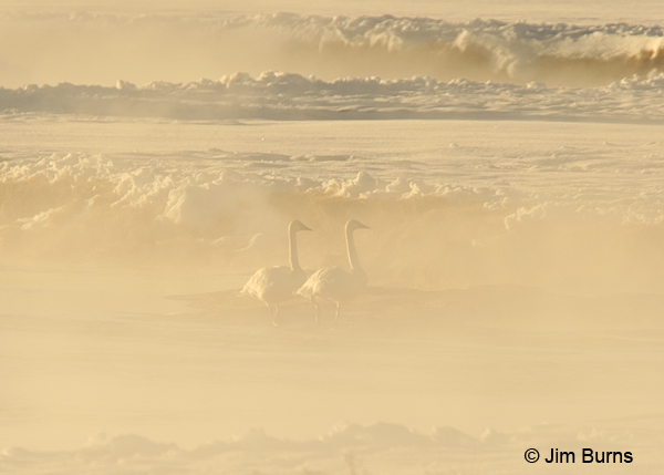 Trumpeter Swans in morning mist