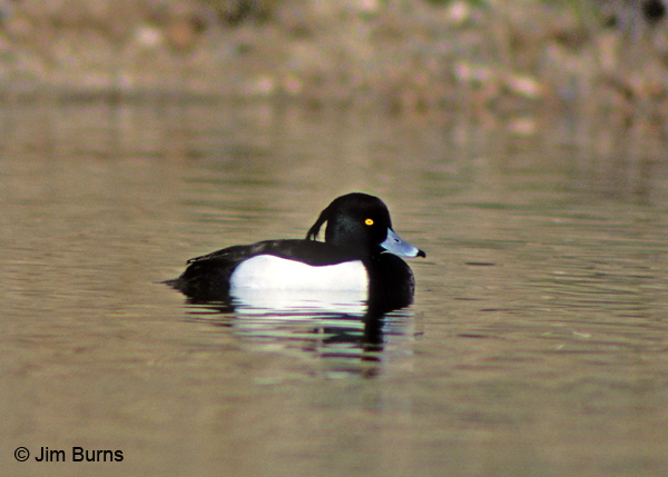 Tufted Duck on water