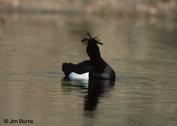 Tufted Duck shaking tuft