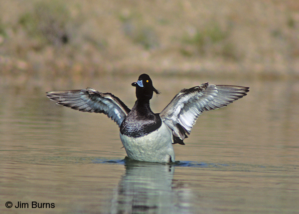 Tufted Duck stretching wings