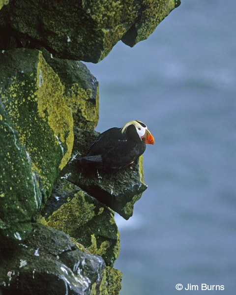 Tufted Puffin on ledge