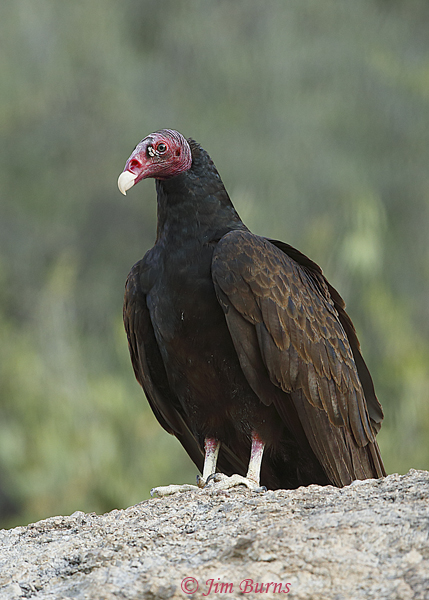 Turkey Vulture--0034