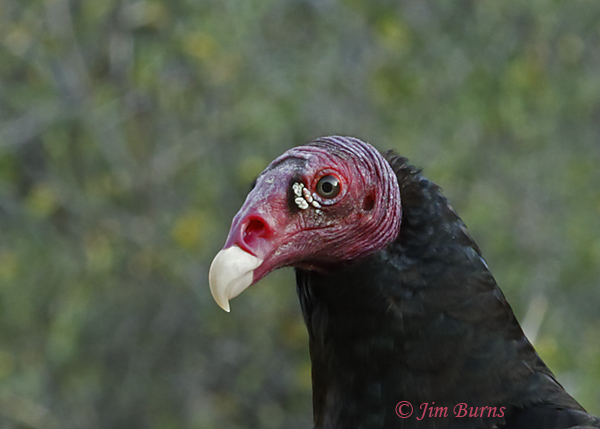 Turkey Vulture head shot--0041
