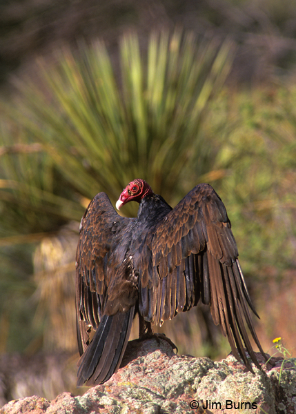 Turkey Vulture drying wings on rock