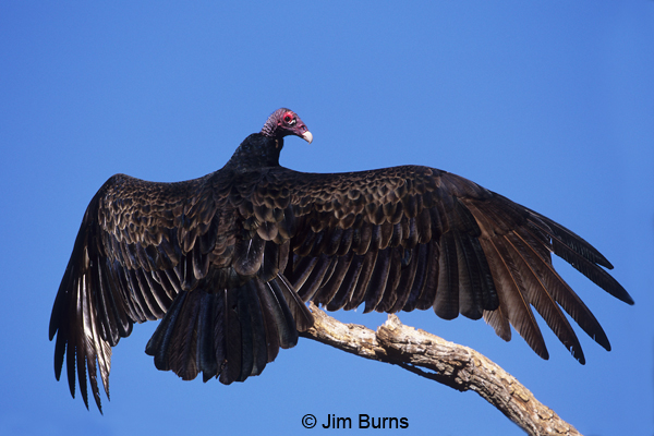 Turkey Vulture drying wings on limb