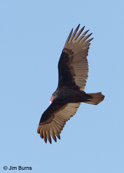 Turkey Vulture in flight