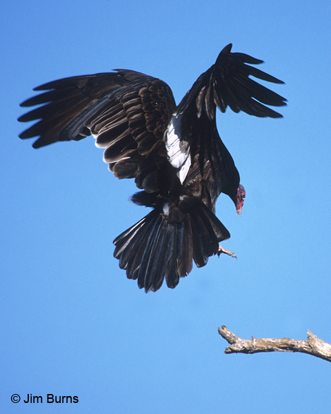 Turkey Vulture landing