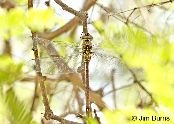 Turquoise-tipped Darner female dorsal view, Pinal Co., AZ, July 2014