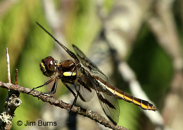 Twelve-spotted Skimmer female lateral view, Door Co., WI, July 2017