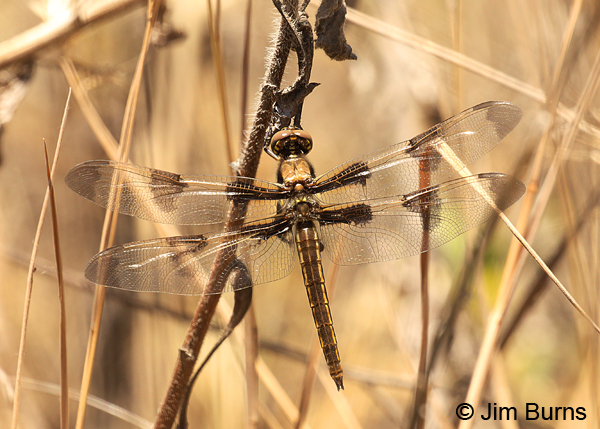 Twelve-spotted Skimmer teneral female, Pinal Co., AZ, May 2016