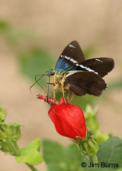 Two-barred Flasher on Turks's Cap, Texas