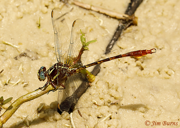 Two-striped Forceptail male perched on sand, Alachua Co., FL, July 2019--4668