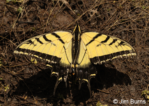 Two-tailed Swallowtail, Arizona