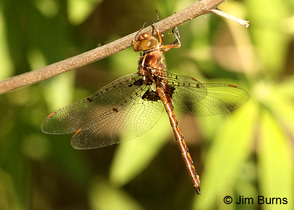 Umber Shadowdragon male dorsolateral view, Horry Co., SC, May 2014