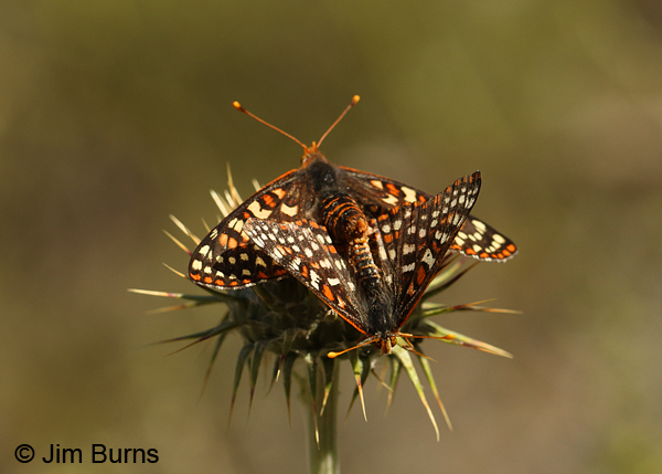 Variable Checkerspots mating on Purple Thistle, male below, Arizona