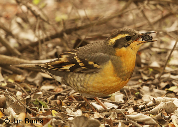 A female Varied Thrush, a winter visitor from the Pacific Northwest, enjoys a Myrtle berry near the Herb Garden.