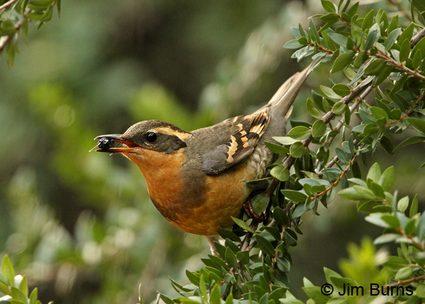 Varied Thrush female with Myrtle berry