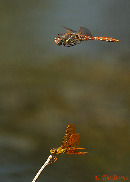 Variegated Meadowhawk male in dogfight with Mexican Amberwing male over perch, Maricopa Co., AZ, October 2018--9326