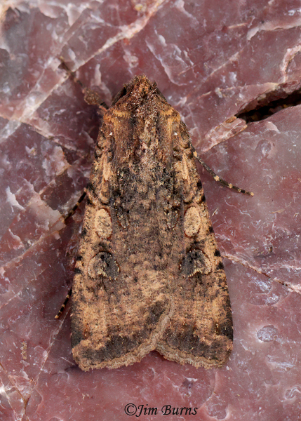 Variegated Cutworm Moth, Arizona--6147