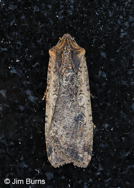 Variegated Cutworm Moth, Arizona