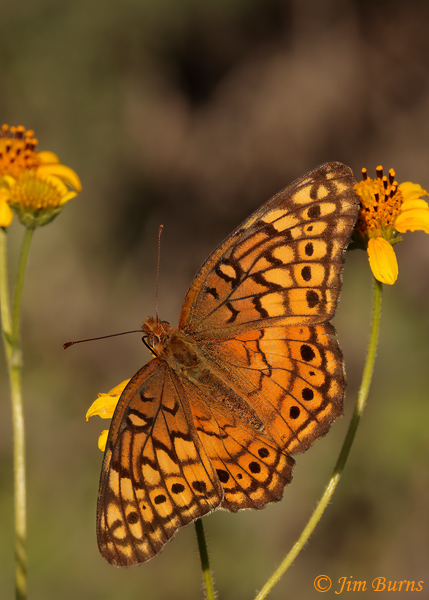 Variegated Fritillary in sunflowers--1253