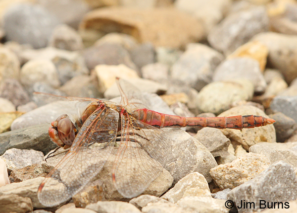 Variegated Meadowhawk male, Chaves Co., NM, September 2014