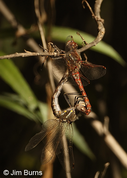 Variegated Meadowhawk pair in wheel, Cochise Co., AZ, October 2012